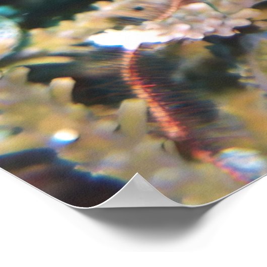 イワダコ ポスター (角)