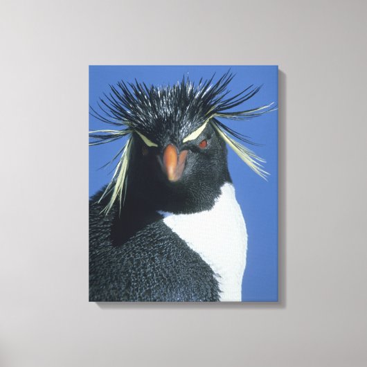 イワトビペンギン (Eudyptes chrysocome) キャンバスプリント (正面)