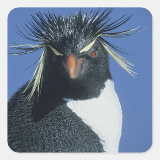 イワトビペンギン (Eudyptes chrysocome) スクエアシール (正面)