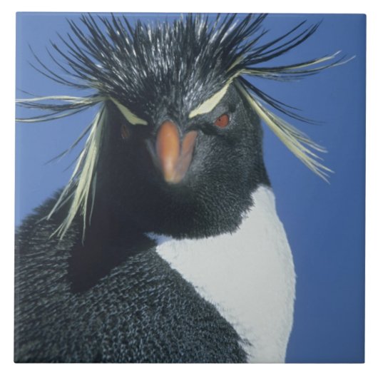 イワトビペンギン (Eudyptes chrysocome) タイル (正面)