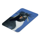 イワトビペンギン (Eudyptes chrysocome) マグネット (左側)