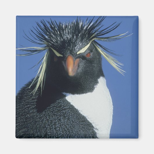 イワトビペンギン (Eudyptes chrysocome) マグネット (正面)