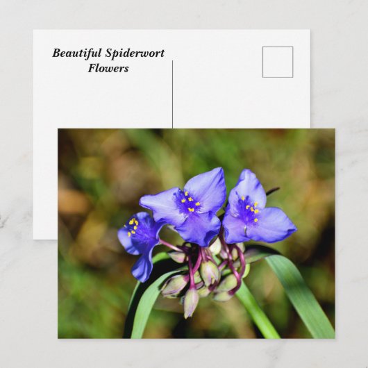 イワナの花 ポストカード (正面/裏面)