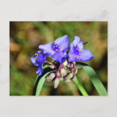 イワナの花 ポストカード (正面)