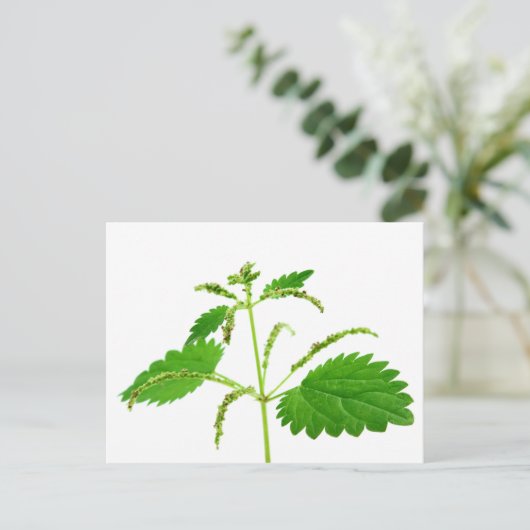 イワナ ポストカード (スタンド正面)