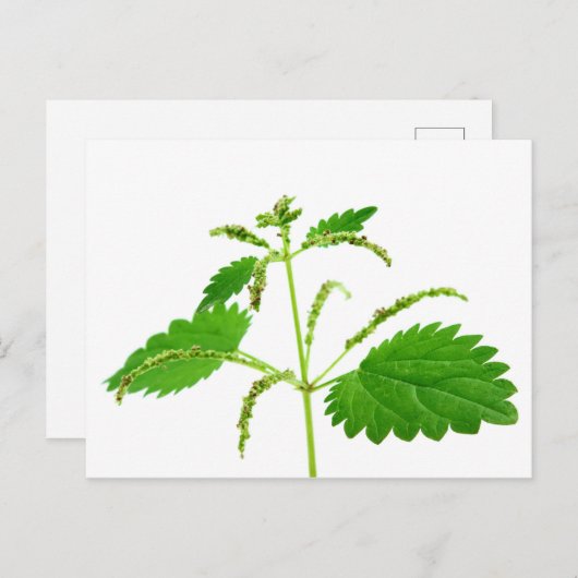 イワナ ポストカード (正面/裏面)