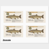 イワナ(Salvelinus leucomaenis) – 英文イラスト 長方形シール (シート)