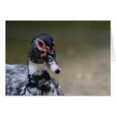 イワヒメジカ (正面横)