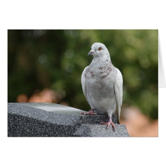 イワヒメジカ (正面横)