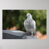 イワヒメジカ ポスター (正面)