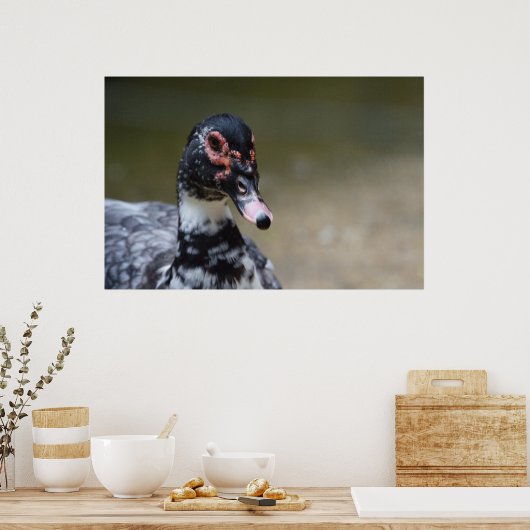 イワヒメジカ ポスター (キッチン)