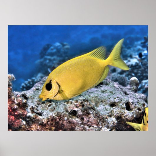 イワラビ ポスター (正面)