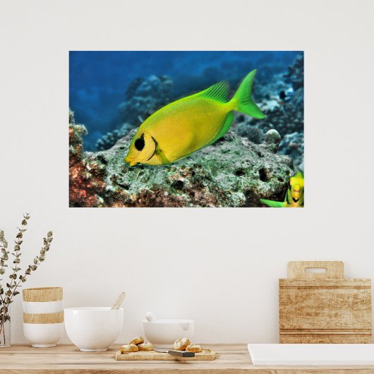 イワラビ ポスター (キッチン)