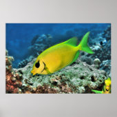 イワラビ ポスター (正面)