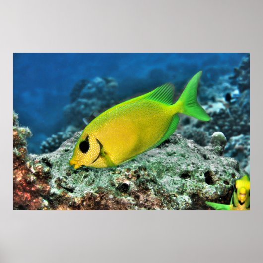 イワラビ ポスター (正面)