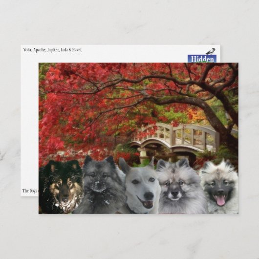 インの郵便はがきの犬 ポストカード (正面/裏面)