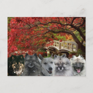 インの郵便はがきの犬 ポストカード