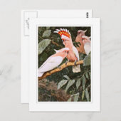 インカ人のオウム; W.Kuhnertによって ポストカード (正面/裏面)