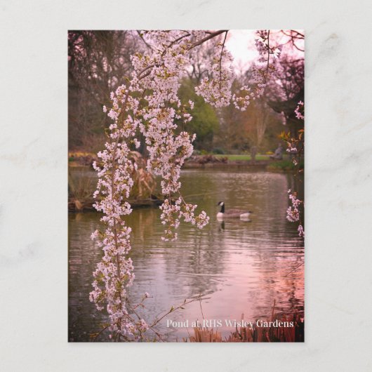 イングランドのRHS Wisleyの池 ポストカード (正面)