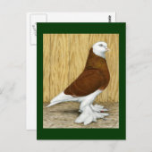 イングランド西部タンブラー赤い頭 ポストカード (正面/裏面)