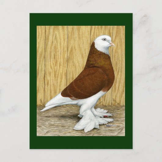 イングランド西部タンブラー赤い頭 ポストカード (正面)