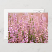 イングランド，サセックス，ホルシャムのヘザー ポストカード (正面/裏面)