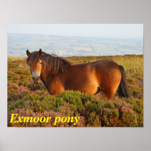 イングランド,サマセット,エキスモーア・ポニー,馬 ポスター