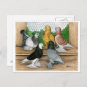 イングランド・タンブラー・ハトの西 ポストカード (正面/裏面)