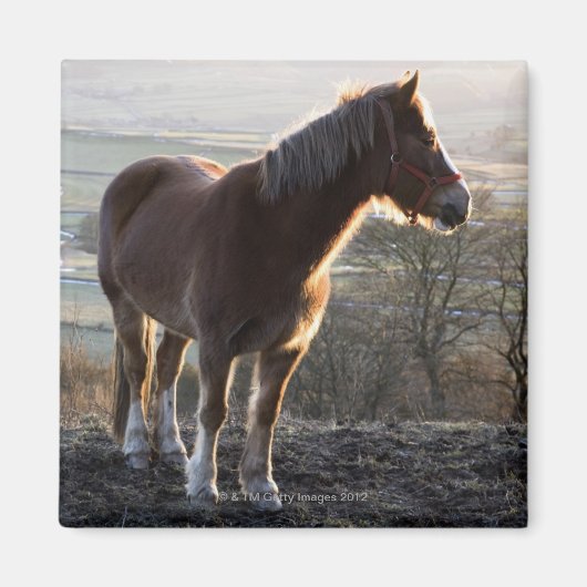 イングランド，ダービシャー マグネット (正面)