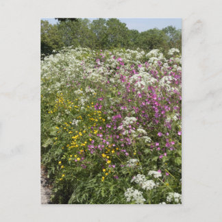 イングランド、ヘレフォードシャーの生垣の野の花 ポストカード