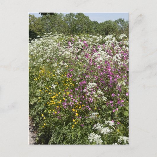 イングランド、ヘレフォードシャーの生垣の野の花 ポストカード (正面)