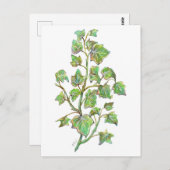 イングリッシュアイビー ポストカード (正面/裏面)