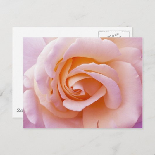 イングリッシュガーデンピーチアンドピンクローズ ポストカード (正面/裏面)