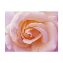 イングリッシュガーデンピーチアンドピンクローズ