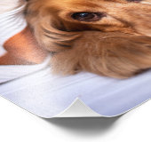 イングリッシュコッカースパニエル犬ドッグ フォトプリント            (角)