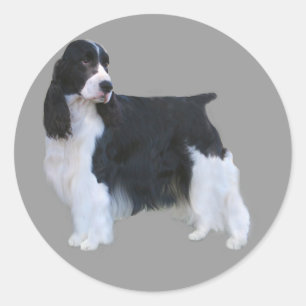 イングリッシュスリンガースパニエル犬ステッカー ラウンドシール