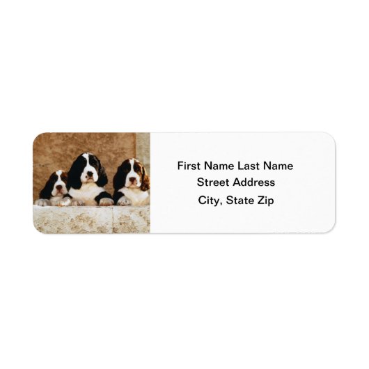 イングリッシュスリンガースパニエル犬パピーズ ラベル (正面)