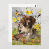 イングリッシュスリンガースパニエル犬，アート ポストカード (正面/裏面)