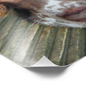 イングリッシュスリンガースパニエル犬 フォトプリント            (角)