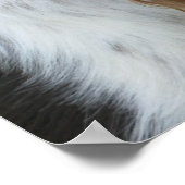 イングリッシュスリンガースパニエル犬 ポスター (角)