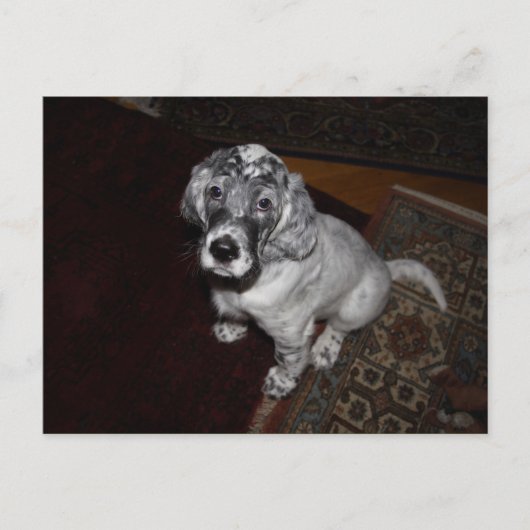 イングリッシュセッターパピー ポストカード (正面)