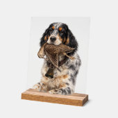 イングリッシュセッター、ヤマシギ狩猟、犬アート アクリルサイン (傾斜)