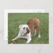 イングリッシュブルドッグのポストカード ポストカード (正面/裏面)