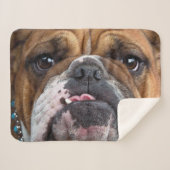 イングリッシュブルドッグ装飾用クッション シェルパブランケット (正面(横))