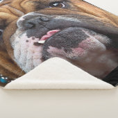 イングリッシュブルドッグ装飾用クッション シェルパブランケット (3/4)