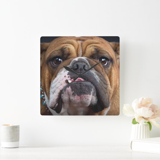 イングリッシュブルドッグ装飾用クッション スクエア壁時計 (ホーム)