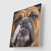 イングリッシュブルドッグ装飾用クッション スクエア壁時計 (傾斜)