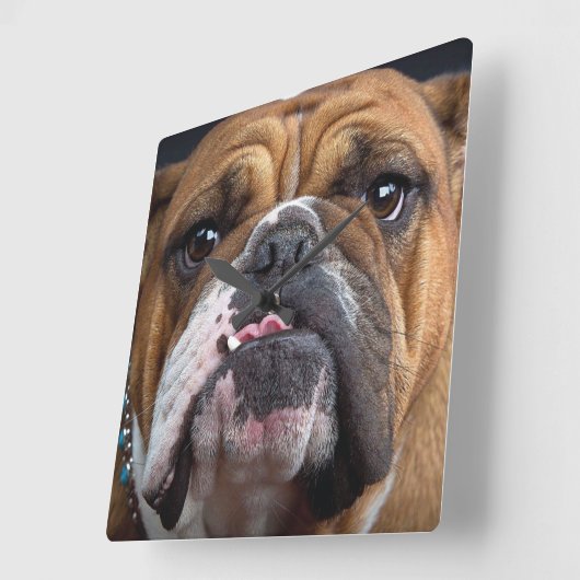 イングリッシュブルドッグ装飾用クッション スクエア壁時計 (傾斜)