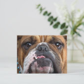 イングリッシュブルドッグ装飾用クッション ポストカード (スタンド正面)