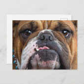 イングリッシュブルドッグ装飾用クッション ポストカード (正面/裏面)